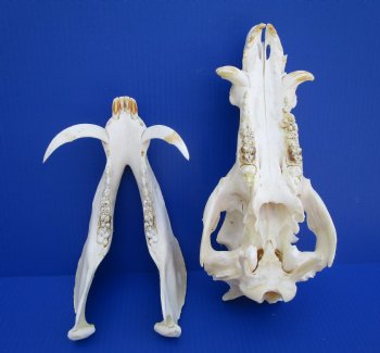 12-1/2 inches Authentic Georgia Wild Boar, Hog Skull with 3-1/2 inches Tusks- Buy this one for $74.99