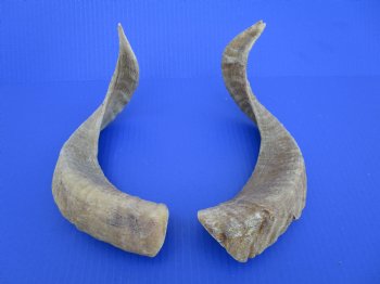 Two African Merino Ram, Sheep Horns 14-3/4 and 14-7/8 inches (1 right, 1 left) - Buy these for $12.75 each