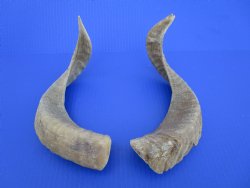 Two African Merino Ram, Sheep Horns 14-3/4 and 14-7/8 inches (1 right, 1 left) - Buy these for $12.75 each