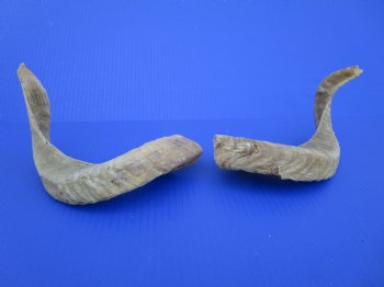 Two African Merino Ram, Sheep Horns 14-3/4 and 14-7/8 inches (1 right, 1 left) - Buy these for $12.75 each