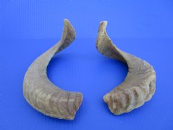 Two African Merino Ram, Sheep Horns 15-1/4 and 15-1/2 inches (1 right, 1 left) - Buy these for $12.75 each