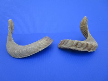 Two African Merino Ram, Sheep Horns 15-1/4 and 15-1/2 inches (1 right, 1 left) - Buy these for $12.75 each