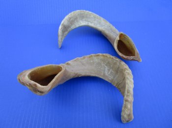 Two African Merino Ram, Sheep Horns 15-1/4 and 15-1/2 inches (1 right, 1 left) - Buy these for $12.75 each