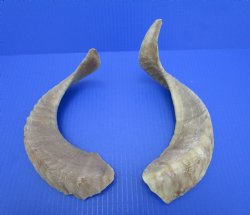 Two African Merino Ram, Sheep Horns 15-1/4 and 15-1/2 inches (1 right, 1 left) - Buy these for $12.75 each