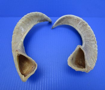 Two African Merino Ram, Sheep Horns 15-1/4 and 15-1/2 inches (1 right, 1 left) - Buy these for $12.75 each