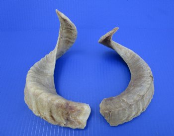 Two African Merino Ram, Sheep Horns 15 and 16 inches (1 right, 1 left) - Buy these for $12.75 each