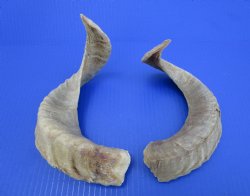 Two African Merino Ram, Sheep Horns 15 and 16 inches (1 right, 1 left) - Buy these for $12.75 each