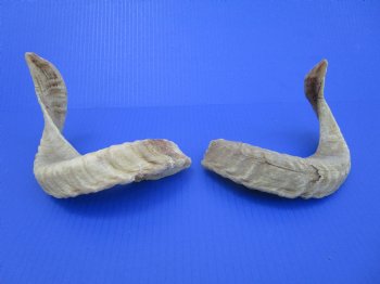 Two African Merino Ram, Sheep Horns 15 and 16 inches (1 right, 1 left) - Buy these for $12.75 each