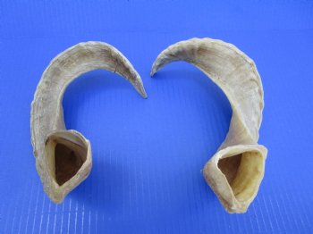 Two African Merino Ram, Sheep Horns 15 and 16 inches (1 right, 1 left) - Buy these for $12.75 each