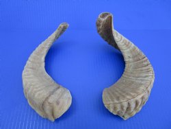 Two African Merino Ram, Sheep Horns 12-1/4 and 14-1/4 inches (1 right, 1 left) - Buy these for $12.75 each