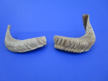 Two African Merino Ram, Sheep Horns 12-1/4 and 14-1/4 inches (1 right, 1 left) - Buy these for $12.75 each