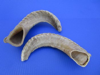 Two African Merino Ram, Sheep Horns 12-1/4 and 14-1/4 inches (1 right, 1 left) - Buy these for $12.75 each