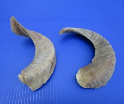 Two African Merino Ram, Sheep Horns 13-1/4 and 12-3/4 inches - Buy these for $12.75 each