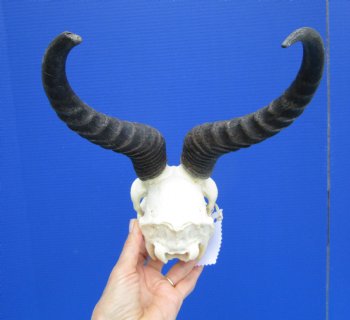 Male African Springbok Skull with 10 and 11-3/4 inches Horns - Buy this one for $79.99