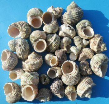 4.4 pounds Rough Natural Silver-Mouth Turban Shells 1-1/4 to 2-1/2 inches - $10.99 a bag; 3 @ $9.60 a bag