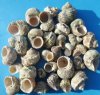 1-1/4 to 2-1/2 inches Natural Silver Mouth Turban Shells in Bulk, with Rough Exterior - 1 Case of 20 kilos (44 lbs) @ $4.50 a kilo; 2 or more Wholesale Cases @ $3.00 a kilo