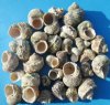 1-1/4 to 2-1/2 inches Silver-Mouth Turban Shells in Bulk, With a Rough Exterior, for Hermit Crab Homes and Seashell Crafts - Packed 4.4 lbs @ $14.00 a bag; Pack of 3 @ $12.00 a bag