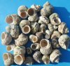 Rough Natural Silver-Mouth Turban Shells 1-1/4 to 2-1/2 inches - 4.4 lbs @ $14.00 a bag; 3 @ $12.00 a bag