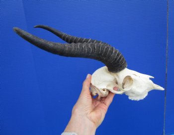 Male African Springbok Skull with 11 inches Horns <font color=red> Good Quality</font> - Buy this one for $79.99