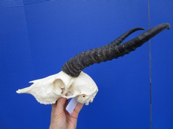 Male African Springbok Skull with 10-1/2 inches Horns <font color=red> Grade A</font> - Buy this one for $79.99