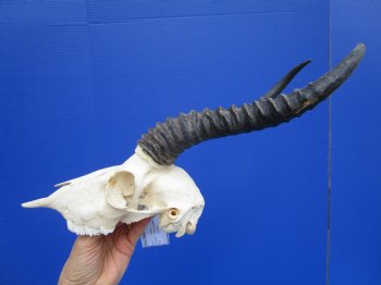 Male African Springbok Skull with 10-1/2 inches Horns <font color=red> Good Quality</font> - Buy this one for $79.99