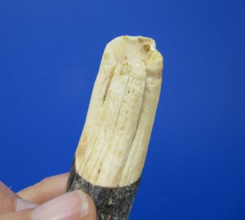 6-1/2 inches African Warthog Tusk, <font color=red> 5-1/4 inches Solid </font> for $19.99