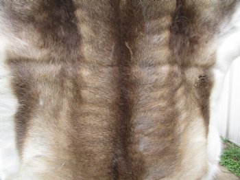 Finland Reindeer Hide, Skin, Fur with Blend of Tans, Brown, White 47 by 45 inches for $144.99