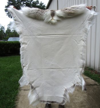 Finland Reindeer Hide, Skin, Fur with Blend of Tans, Brown, White 47 by 45 inches for $144.99