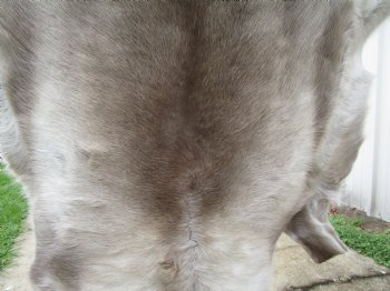 Finland Reindeer Hide, Skin, Fur with Blend of Tans, Grays, White 46 by 46 inches for $144.99