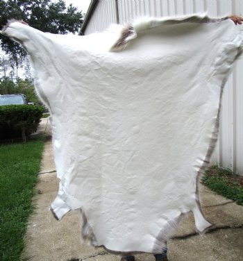 Finland Reindeer Hide, Skin, Fur with Blend of Tans, Grays, White 46 by 46 inches for $144.99