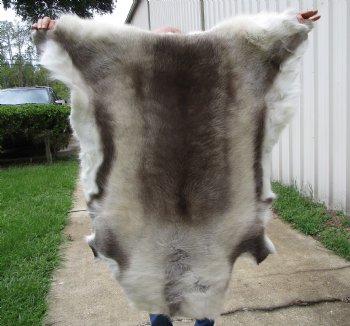 Finland Reindeer Hide, Skin, Fur with Blend of Tans, Brown, White 45 by 43 inches for $144.99