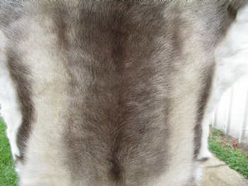 Finland Reindeer Hide, Skin, Fur with Blend of Tans, Brown, White 45 by 43 inches for $144.99