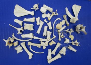 50 Assorted Small Animal Bones 1 to 3-1/2 inches for .45 each