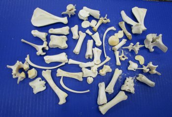 50 Assorted Small Animal Bones 1 to 3-1/2 inches for .45 each
