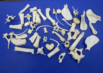 50 Assorted Small Animal Bones 1 to 3-1/2 inches for .45 each