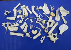 50 Assorted Small Animal Bones 1 to 3-1/2 inches for .45 each