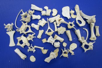 50 Assorted Small Animal Bones 1 to 3-1/2 inches for .45 each