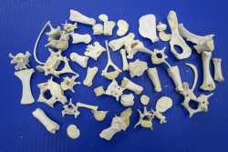 50 Assorted Small A...