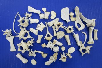 50 Assorted Small Animal Bones 1 to 3-1/2 inches for .45 each