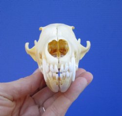 5-1/2 by 2-7/8 inches Authentic Red Fox Skull for Sale - Buy this one for $59.99