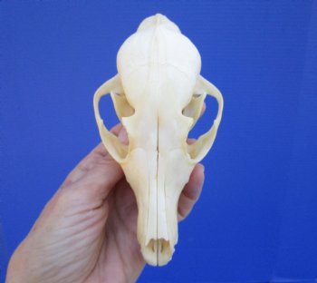 5-1/2 by 2-7/8 inches Authentic Red Fox Skull for Sale - Buy this one for $59.99