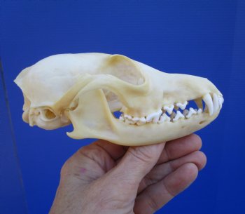 5-1/2 by 2-7/8 inches Authentic Red Fox Skull for Sale - Buy this one for $59.99