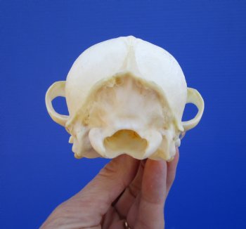 5-1/2 by 2-7/8 inches Authentic Red Fox Skull for Sale - Buy this one for $59.99