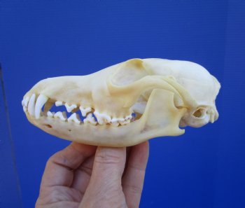 5-1/2 by 2-7/8 inches Authentic Red Fox Skull for Sale - Buy this one for $59.99