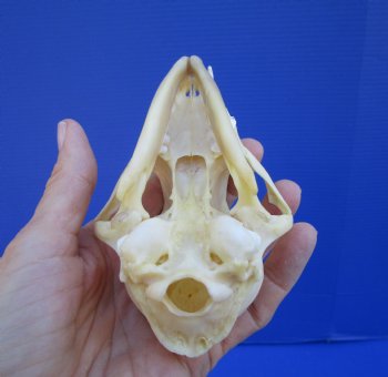 5-1/2 by 2-7/8 inches Authentic Red Fox Skull for Sale - Buy this one for $59.99