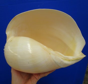 10-1/4 inches Large Crowned Baler Melon Shell for Sale - Buy this one for $14.99
