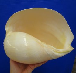 10-1/4 inches Large Crowned Baler Melon Shell for Sale - Buy this one for $14.99