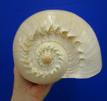 10-1/4 inches Large Crowned Baler Melon Shell for Sale - Buy this one for $14.99