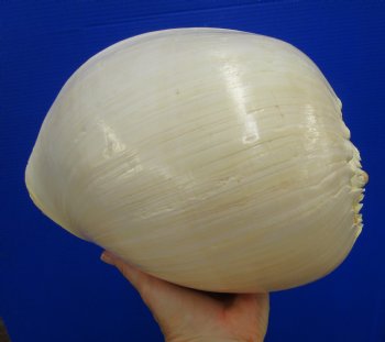 10-1/4 inches Large Crowned Baler Melon Shell for Sale - Buy this one for $14.99