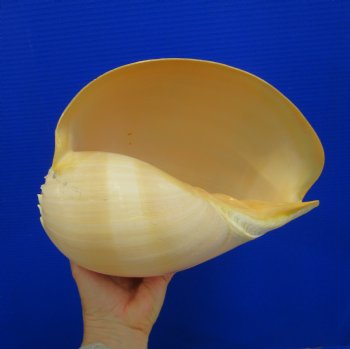 10 inches Large Crowned Baler Melon Shell for Sale - Buy this one for $14.99